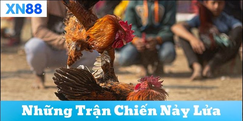 Hướng dẫn cách tham gia Đá Gà Truyền Thống